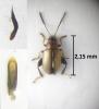 Longitarsus kutscherai